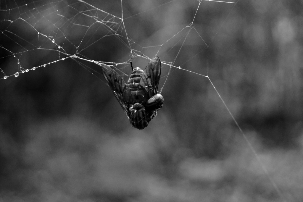 Spider's catch by francoise
