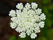 1st Aug 2014 - Queen Anne's Summer Lace