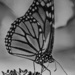 Butterfly in B&W by taffy