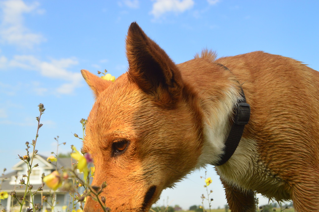 Nosy Dog by kareenking