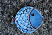 1st Aug 2014 - Little Blue Fish