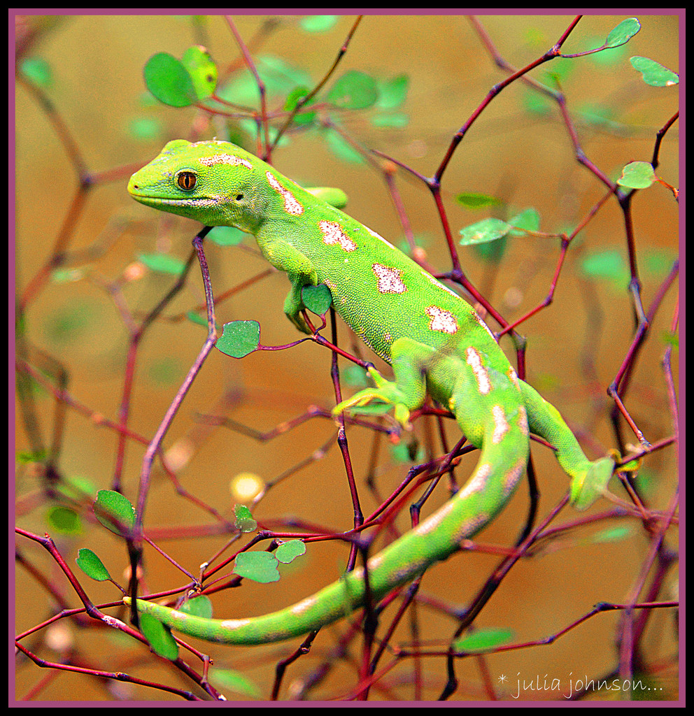 Gecko by julzmaioro