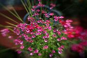 1st Aug 2014 - Splash of Lensbaby pink