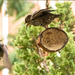 sparrows by peadar