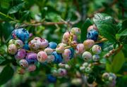 1st Aug 2014 - Fairwell to blueberry season