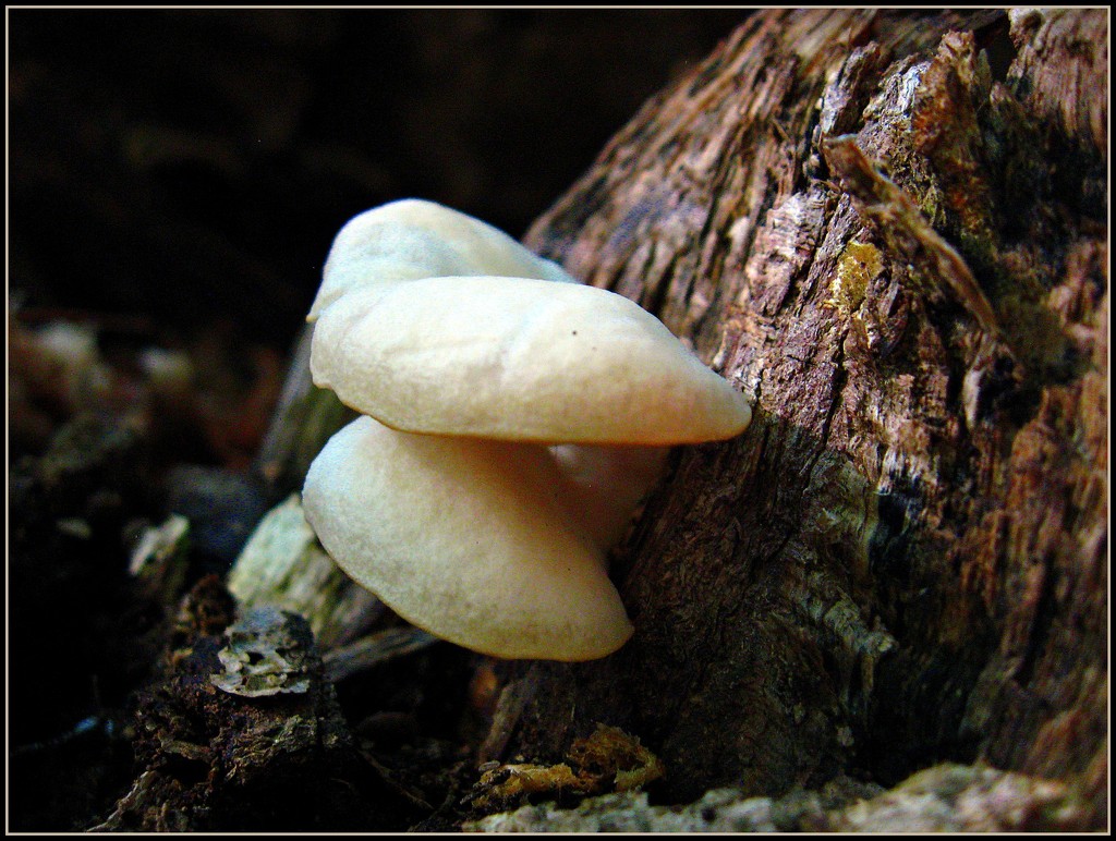 Mushrooms on the Woodpile by olivetreeann