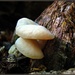 Mushrooms on the Woodpile by olivetreeann