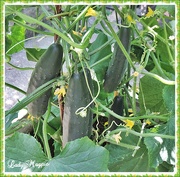 2nd Aug 2014 - Cucumbers coming out their ears.