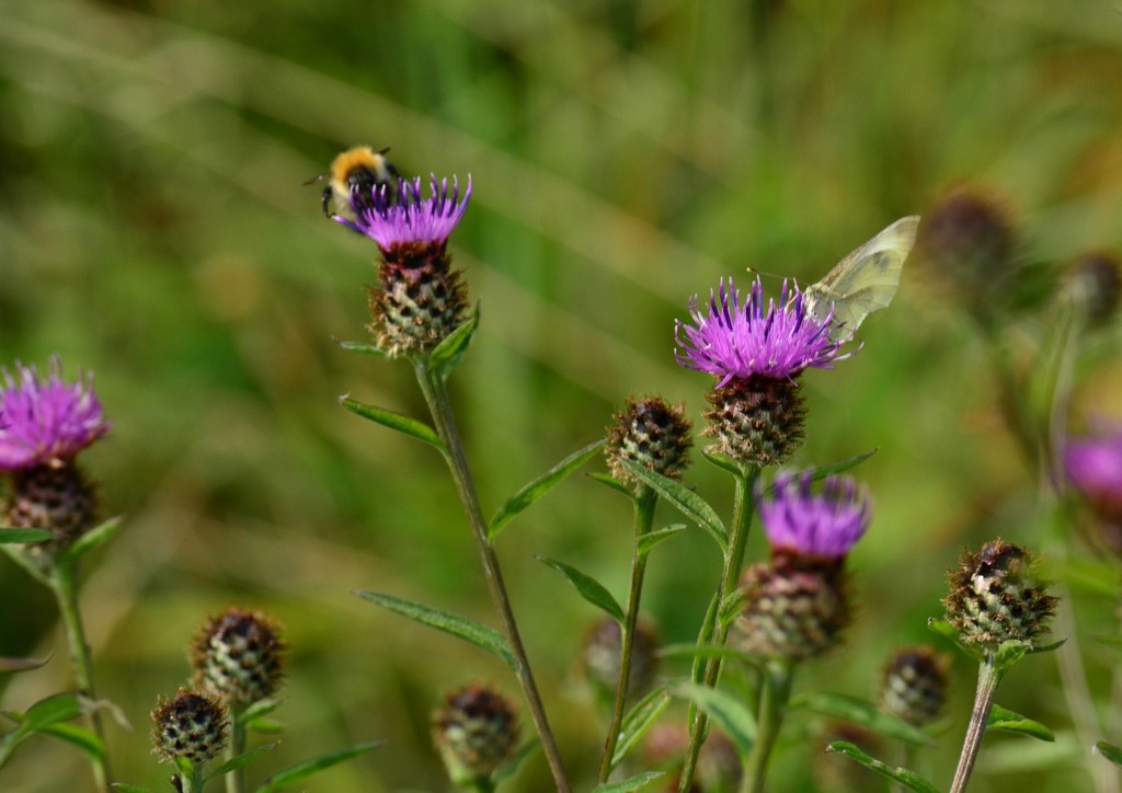 Bee, Butterfly  and Thistles by ziggy77