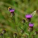 Bee, Butterfly  and Thistles by ziggy77