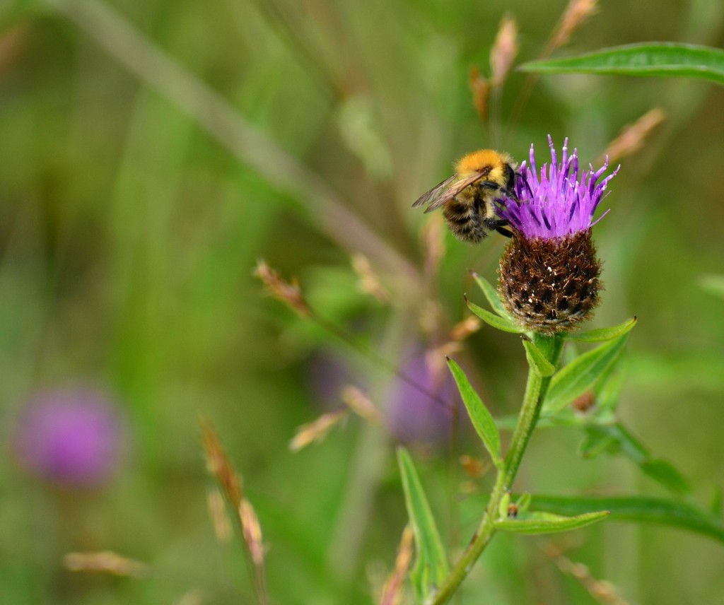 Bee and Thistle by ziggy77