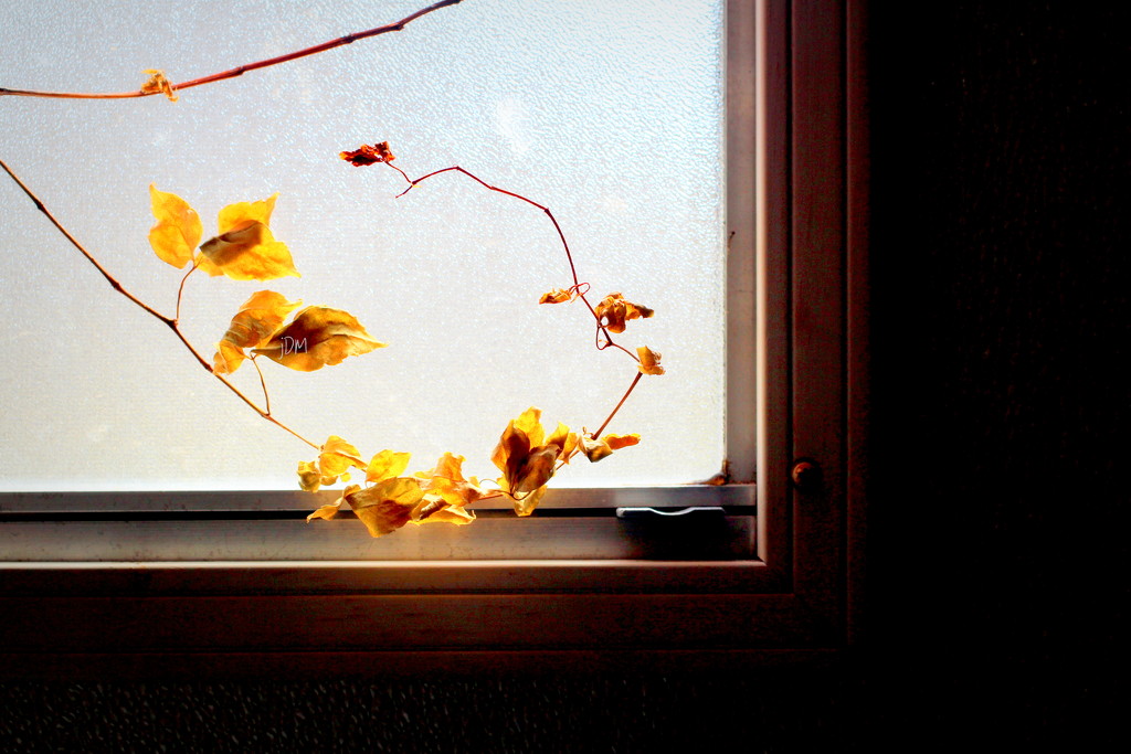 Window by joemuli