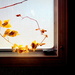 Window by joemuli