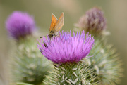 27th Jul 2014 - Thistle and butterfly