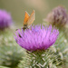 Thistle and butterfly by richardcreese