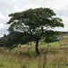 Ramshaw Tree in August by roachling