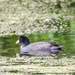 Young coot -2-08 by barrowlane