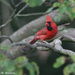 Cardinal by falcon11
