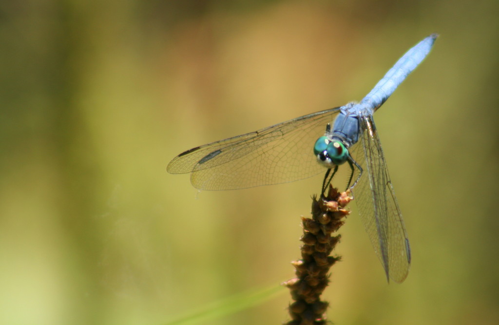 Dragonfly by kerristephens