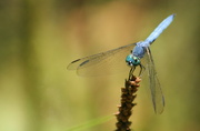 2nd Aug 2014 - Dragonfly