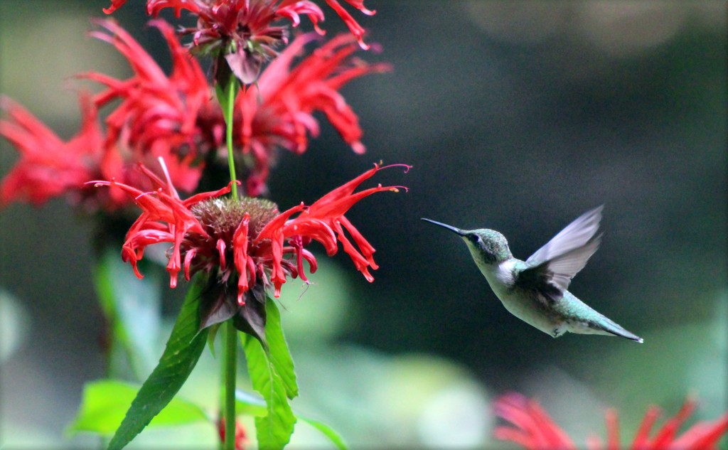 Irresistible Bee Balm  by paintdipper