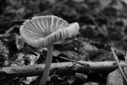 2nd Aug 2014 - pleasant mushroom