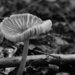pleasant mushroom by francoise