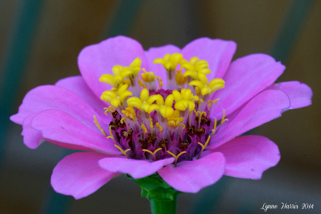 Macro Flower by lynne5477