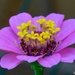 Macro Flower by lynne5477
