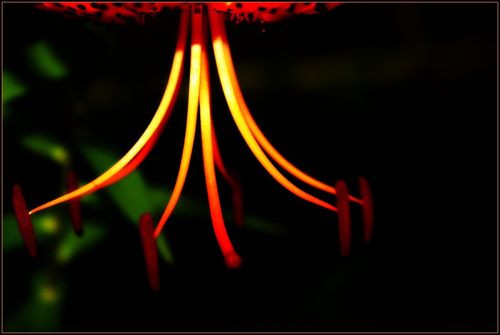 Nature's Chandelier by olivetreeann