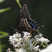 Brown/Blue Butterfly by gardencat