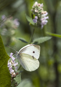 2nd Aug 2014 - White Butterfly