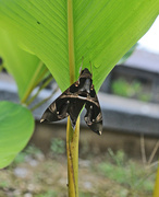 7th Jul 2014 - black moth