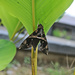 black moth by ianjb21