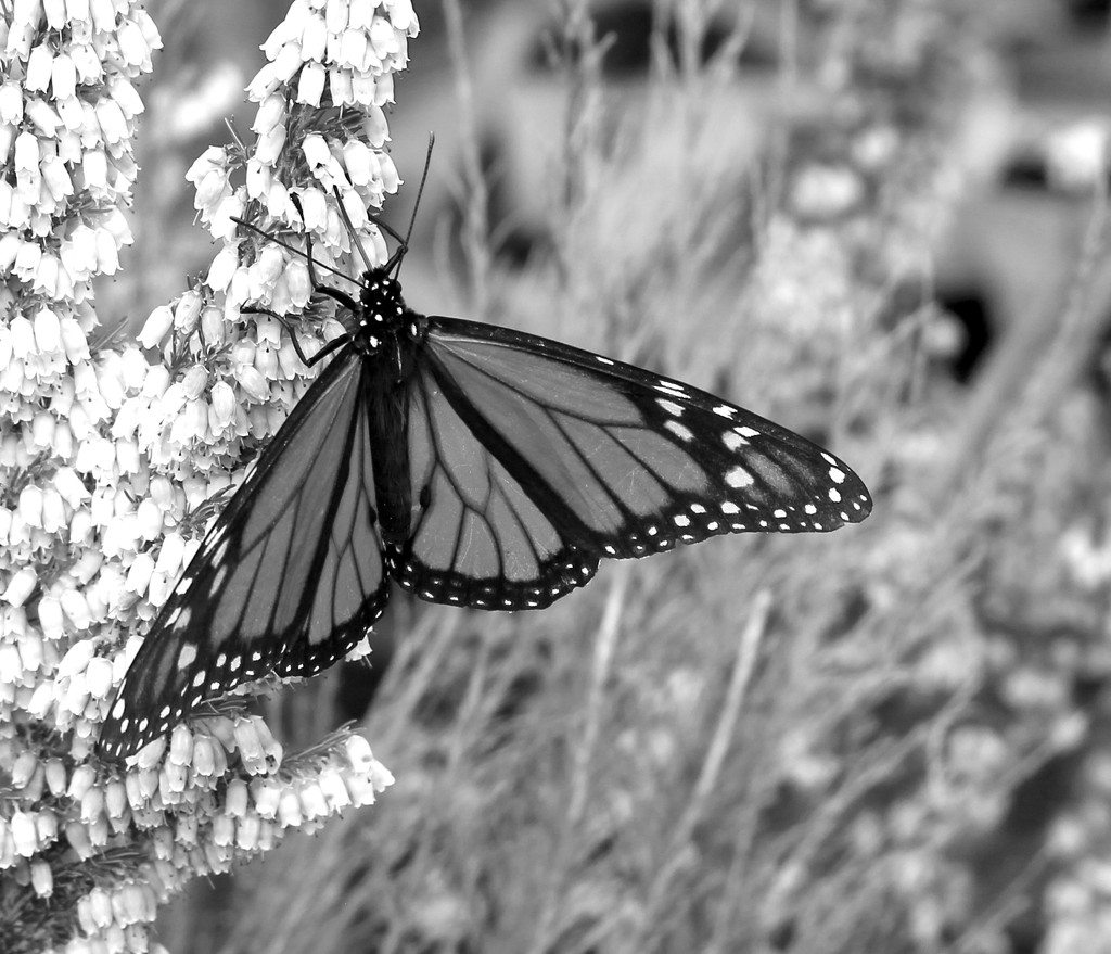 Monochrome Monarch by kiwinanna