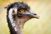 3rd Aug 2014 - Portrait of an emu