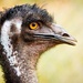 Portrait of an emu by bella_ss