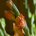 Gladiolus 2 full by houser934