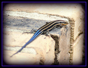 30th Jul 2014 - Blue Tailed Skink