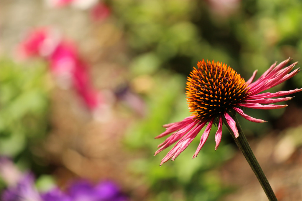 one cone flower by nanderson