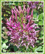 3rd Aug 2014 - Cleome or Spider Flower.