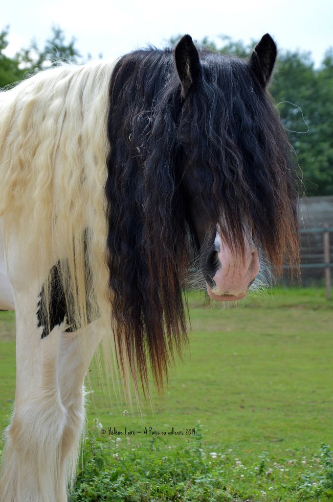 Hairy horse by parisouailleurs