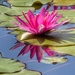 Water Lily by mattjcuk