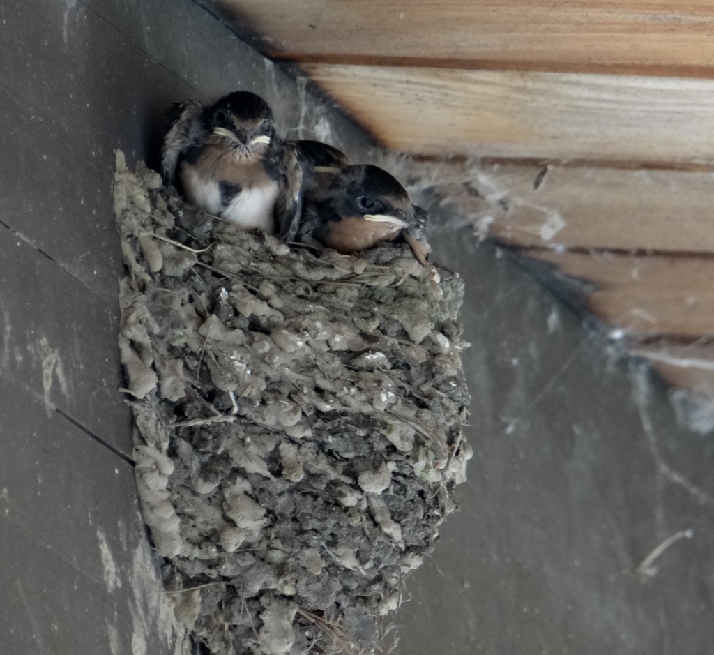 Barn Swallow Nestlings by annepann
