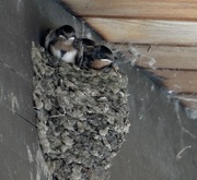 3rd Aug 2014 - Barn Swallow Nestlings