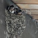 Barn Swallow Nestlings by annepann