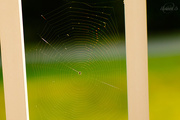 3rd Aug 2014 - Spider web