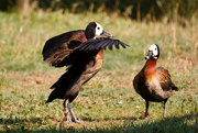 3rd Aug 2014 - White-faced whistling duck