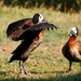 White-faced whistling duck by leonbuys83