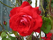 1st Aug 2014 - Red red rose